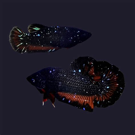 avatar betta fish price|Rare Avatar Black Star Betta Fish For Sale – Thailand Betta Fish.